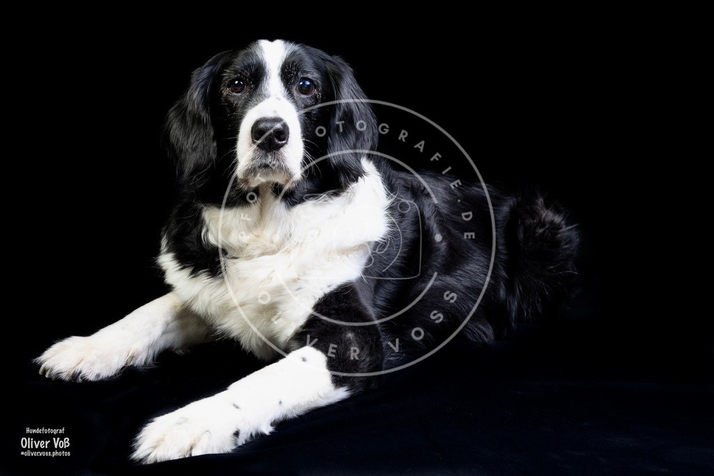 ulrich_0l8a9184 | Hundefotografie, Tierfotograf, Pfotenfotografie, Fotoshooting Hund, Hunde Portrait, Hundesport, Hundeportraits, Heideshooting, Hunde, Sportfotograf, Hundefotograf, Turnierhundsport, THS,  - Realisiert mit Pictrs.com