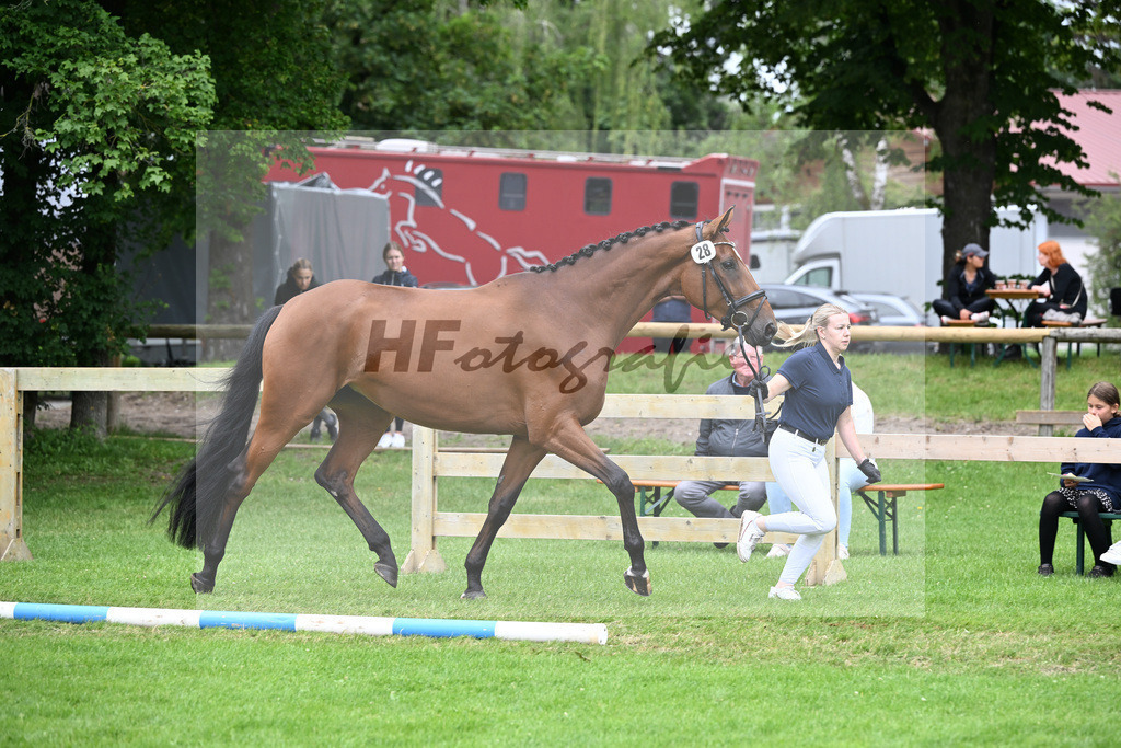 Kat-Nr. 28 Donata v. Floriscount_Eder_23240568 | hf-fotografie - Realisiert mit Pictrs.com
