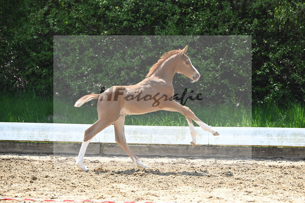 Kat-Nr. 22 HF Che Guevara_Sanladerer_9230496 | hf-fotografie - Realisiert mit Pictrs.com
