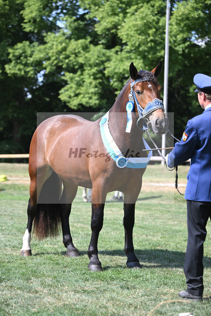 Kat-Nr. 50 Nockerl_HLG Schwaiganger_20231312 | hf-fotografie - Realisiert mit Pictrs.com