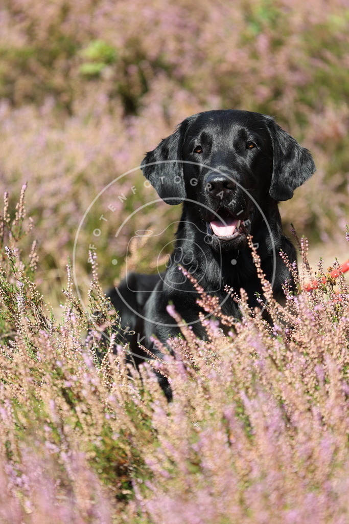 0L8A1625 | Hundefotografie, Tierfotograf, Pfotenfotografie, Fotoshooting Hund, Hunde Portrait, Hundesport, Hundeportraits, Heideshooting, Hunde, Sportfotograf, Hundefotograf, Turnierhundsport, THS,  - Realisiert mit Pictrs.com