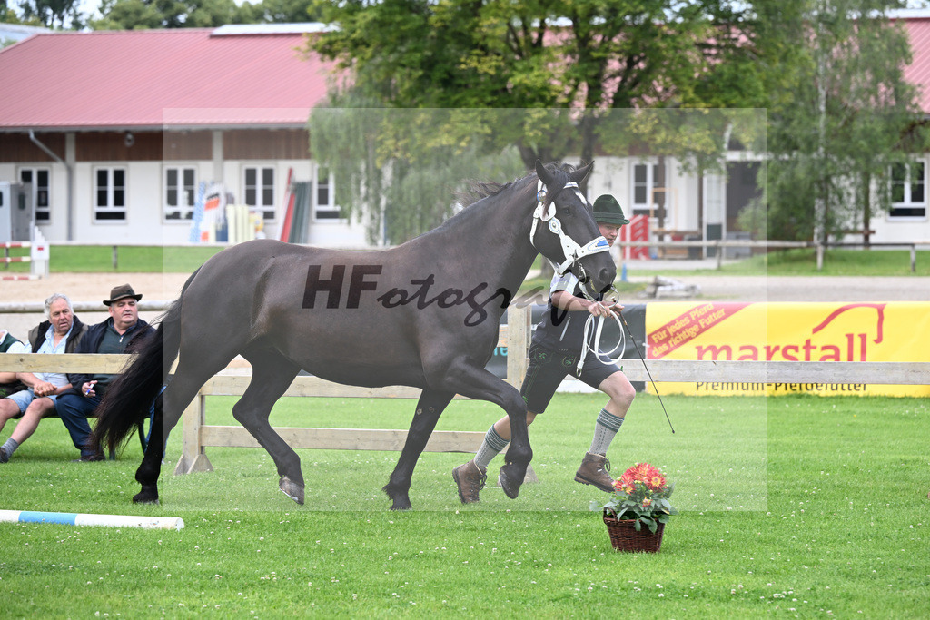 Kat-Nr. 1 Zilly v. Vale_Reitschuh u Hoferer_22240009 | hf-fotografie - Realisiert mit Pictrs.com