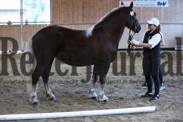 Sankt-Märgen_2023_Verbandsstutenschau_KN_26_Feengold (2) | Alle Fotos der Reiterjournal Fotografin Doris Matthaes im Reiterjournal Online-Fotoshop. - Realisiert mit Pictrs.com