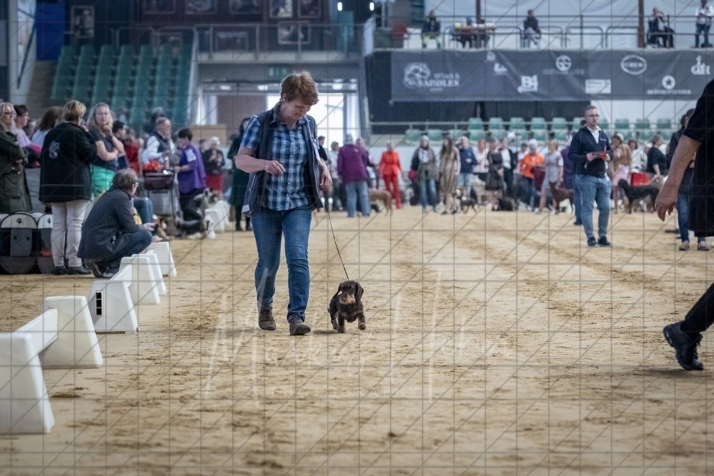 DS - Bester Junghund_0083 | Markus Heber Photography