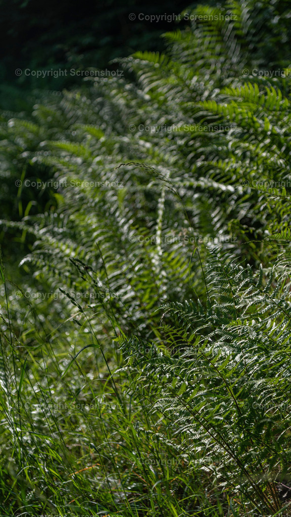 LED_S_V_Fern2_Bokeh | screenshotz - Realisiert mit Pictrs.com