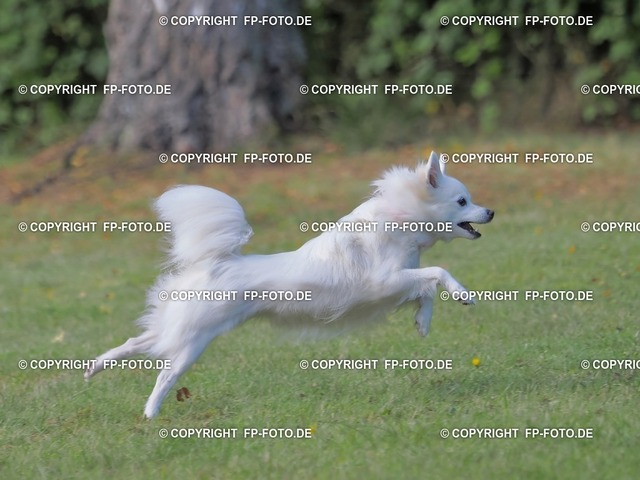 DOGX2200.t | FP-Foto.de - Realisiert mit Pictrs.com