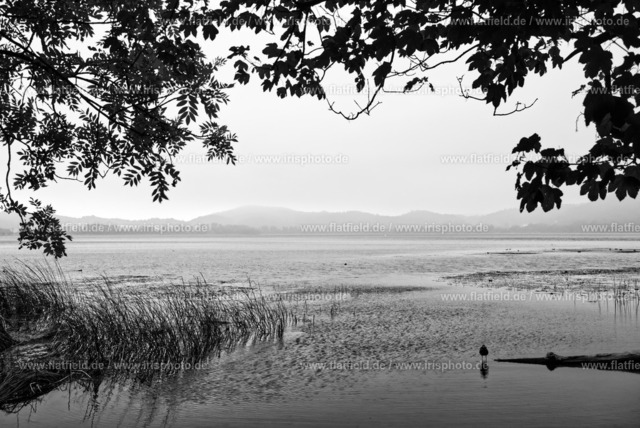 Morgens am Laacher See / Maria Laach V | Landschaftsfoto schwarz-weiß vom Laacher See in der Eifel