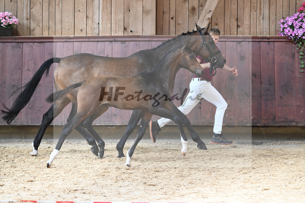 Kat-Nr. 4 HF Valdiviani_Reitzenstein_26230525 | hf-fotografie - Realizzato con Pictrs.com