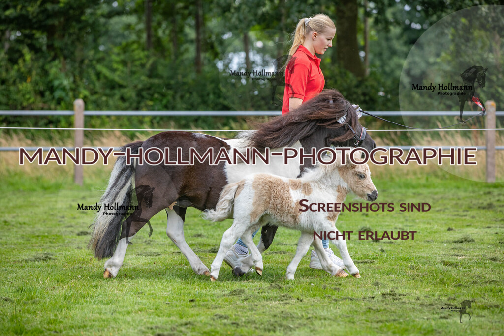 Fohlenschau 10.7 (1036) | mandyhollmannphotographie