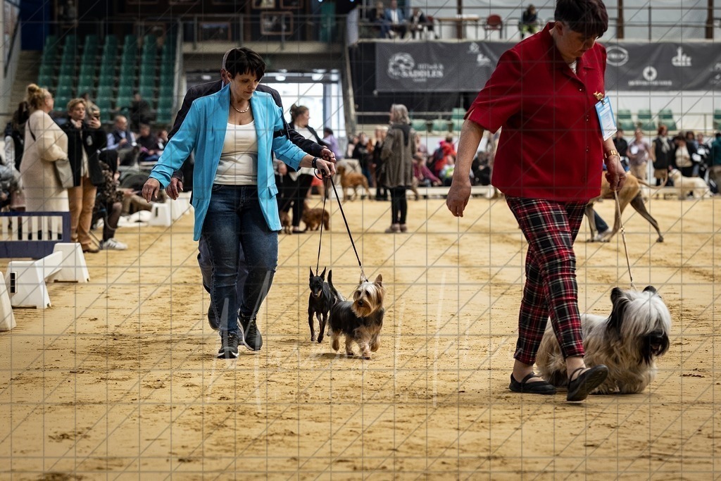 DS - Bester Junghund_0027 | Markus Heber Photography