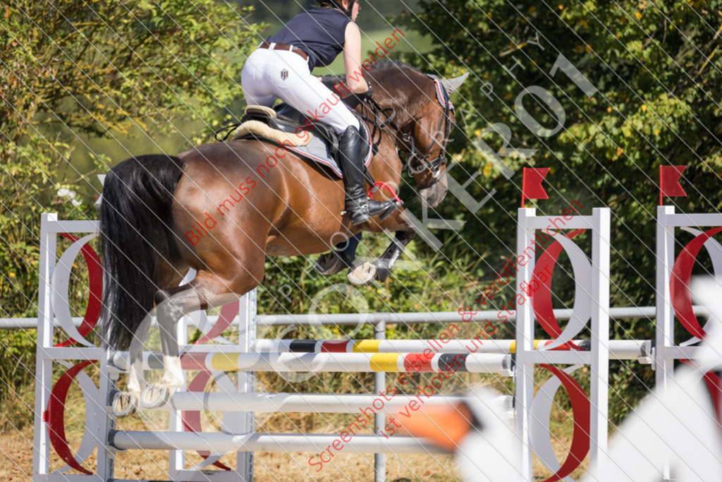 IMG_6344 | Hier findest Du viele Augenblicke aus den Bereichen der Turnier-, Sport- & Tierfotografie. Bilder mit deinem Liebling, Portrait-, Bewerbungs-, Businessbilder können ebenfalls schnell und einfach erstellt werden.