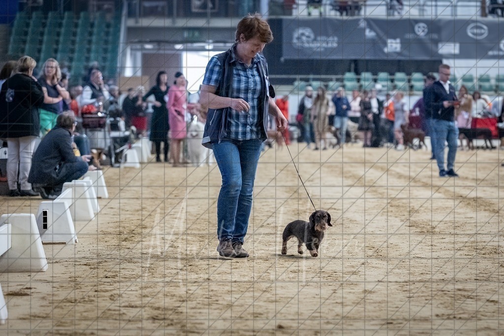 DS - Bester Junghund_0084 | Markus Heber Photography