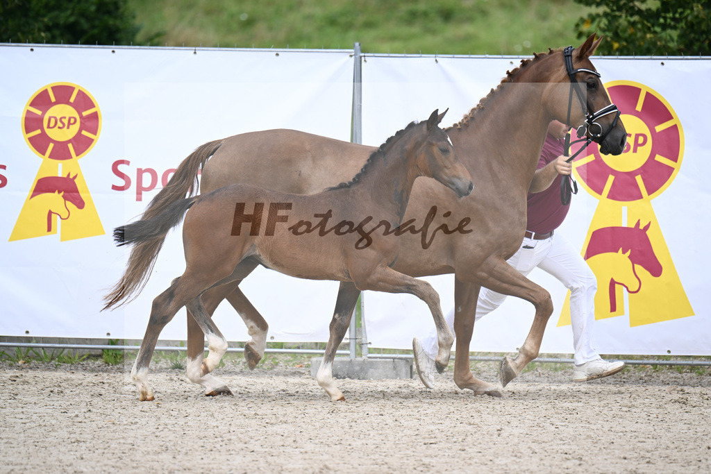 Sebastino PS x Apache_HF_Blessing_28240321 | hf-fotografie - Realisiert mit Pictrs.com