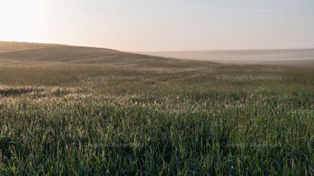 LED_H_Spring_Grainfield2_Bokeh | screenshotz - Realisiert mit Pictrs.com