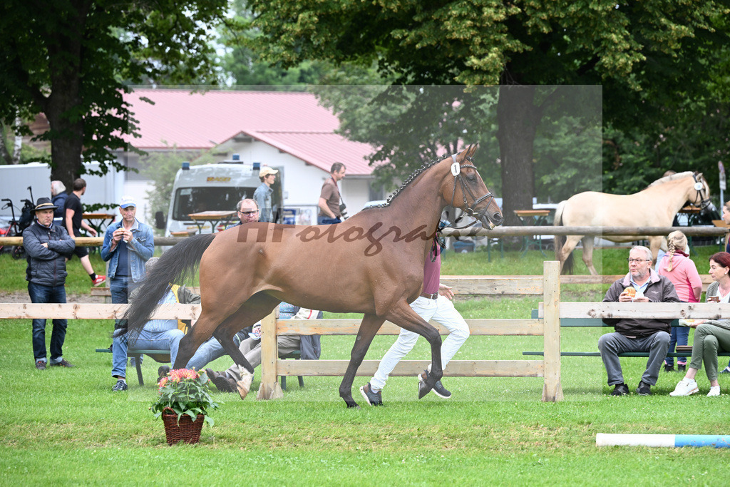 Kat-Nr. 1 Pippa v. Desirao XX_Koehler_23240110 | hf-fotografie - Realisiert mit Pictrs.com