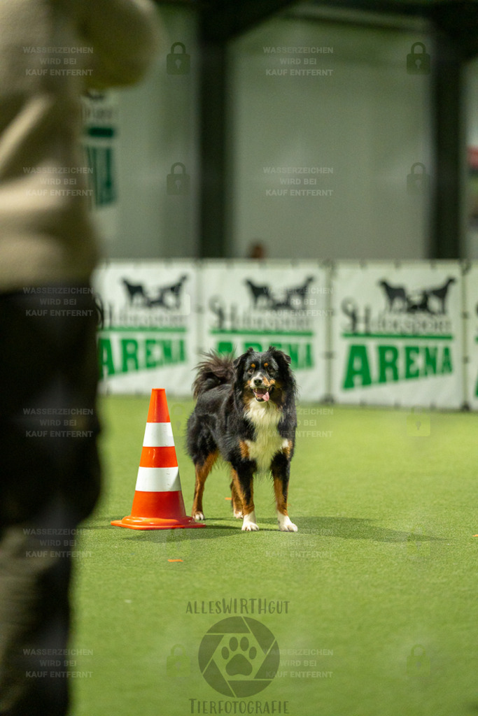 7IV05028 | Professionelle Tierfotografie in Mönchengladbach von Daniel Wirth (allesWIRTHgut). Liebevolle & natürliche Bilder von Hunden & Katzen für unvergessliche Erinnerungen.