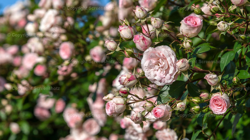 LED_S_H_Roses8_Bokeh | screenshotz - Realisiert mit Pictrs.com