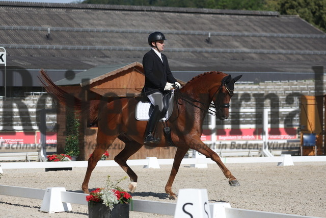 Marbach_2023_Prfg.Nr.11_Dressur_Kl.S_Amateure_Frank Huber_Quinton 16 (2) | Alle Fotos der Reiterjournal Fotografin Doris Matthaes im Reiterjournal Online-Fotoshop. - Realisiert mit Pictrs.com