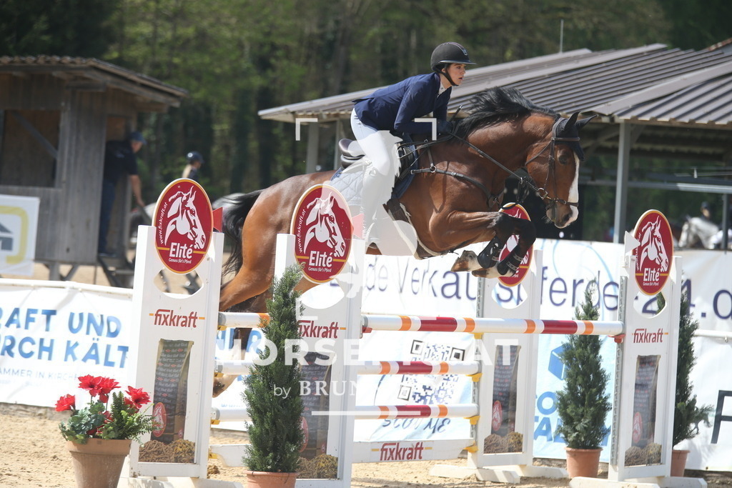 AS8V6929 | Willkommen bei Brunnmayr - Design & Fotografie – Ihrem Spezialisten für Reitturniere und Pferdeveranstaltungen in Oberösterreich, Salzburg und Bayern! Seit über 17 Jahren sind wir leidenschaftlich dabei.