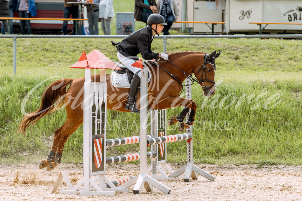 TBL_6131 | Turnierfotos von Reitturnieren in den Landkreisen Biberach, Ravensburg und in ganz Oberschwaben - von Tanja Bläschke - Colorsofahorse - Realisiert mit Pictrs.com