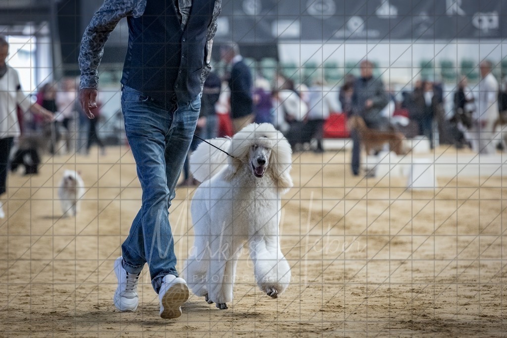 DS - Bester Junghund_0195 | Markus Heber Photography
