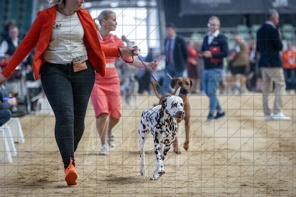 DS - Bester Junghund_0124 | Markus Heber Photography