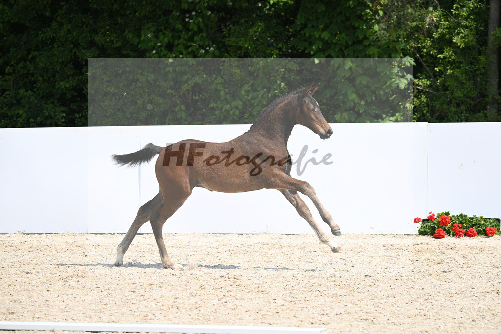 Kat-Nr. 28 SF Coros_ZG Beh_18230698 | hf-fotografie - Realisiert mit Pictrs.com