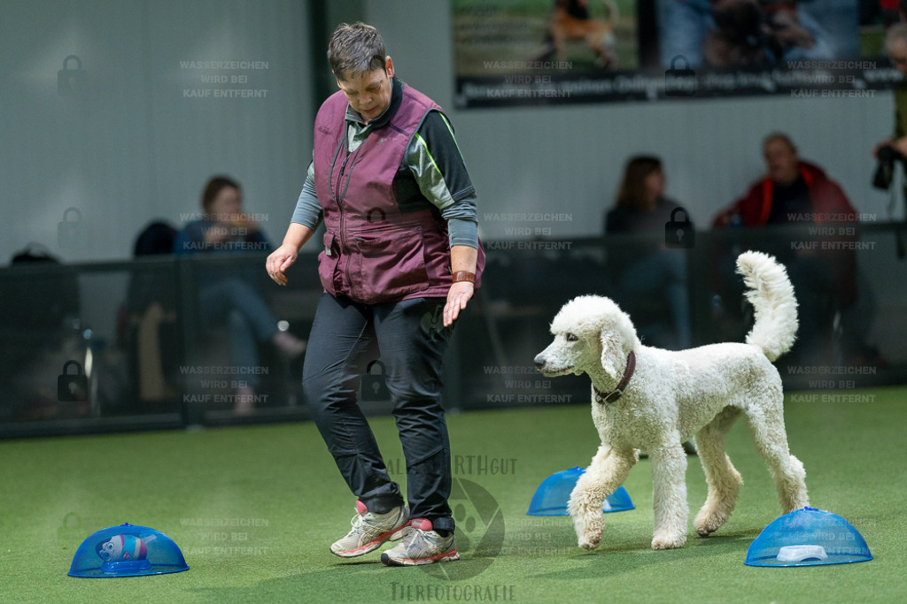 7IV04090 | Professionelle Tierfotografie in Mönchengladbach von Daniel Wirth (allesWIRTHgut). Liebevolle & natürliche Bilder von Hunden & Katzen für unvergessliche Erinnerungen.