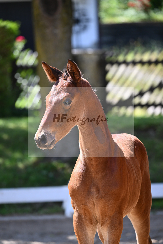 Bordeaux x Florencio I_HF_Lechl_17241036 | hf-fotografie - Realisiert mit Pictrs.com