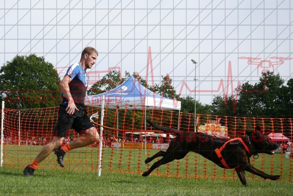 P1700736 | Fotograf aus Kiel - Natur, Tier und Hunde Fotos Hundeshooting, Hundesport Fotografie