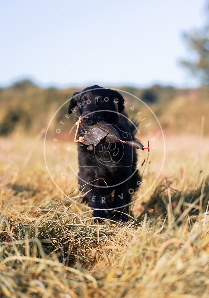 IMG_5884 | Hundefotografie, Tierfotograf, Pfotenfotografie, Fotoshooting Hund, Hunde Portrait, Hundesport, Hundeportraits, Heideshooting, Hunde, Sportfotograf, Hundefotograf, Turnierhundsport, THS,  - Realisiert mit Pictrs.com