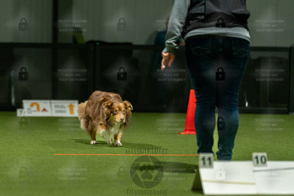 7IV07596 | Professionelle Tierfotografie in Mönchengladbach von Daniel Wirth (allesWIRTHgut). Liebevolle & natürliche Bilder von Hunden & Katzen für unvergessliche Erinnerungen.