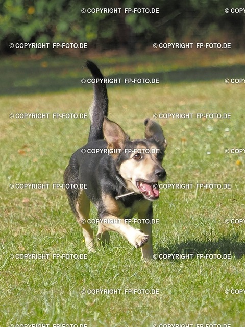 DOGX1942.t | FP-Foto.de - Realisiert mit Pictrs.com
