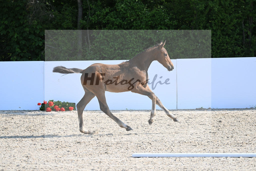 Kat-Nr. 10 SF Contiago_Delekat_18230227 | hf-fotografie - Realisiert mit Pictrs.com