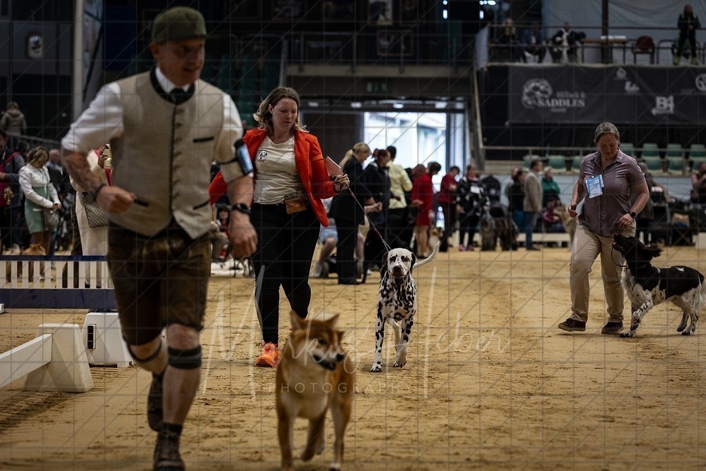DS - Bester Junghund_0116 | Markus Heber Photography