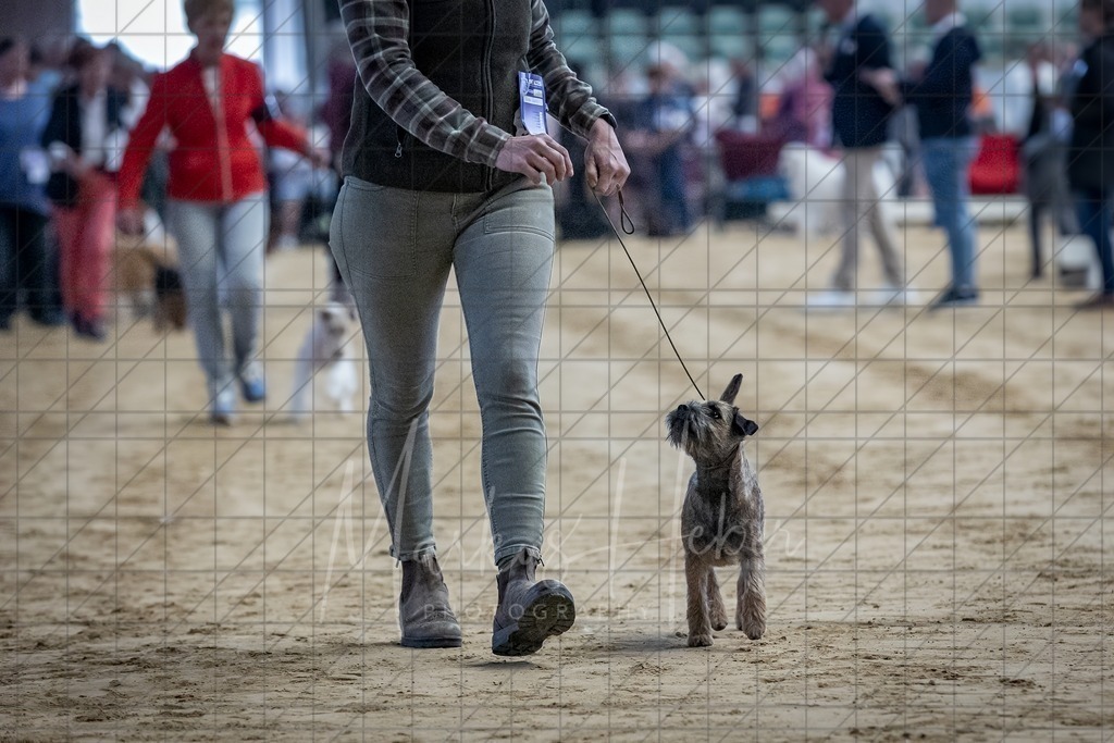 DS - Bester Junghund_0050 | Markus Heber Photography