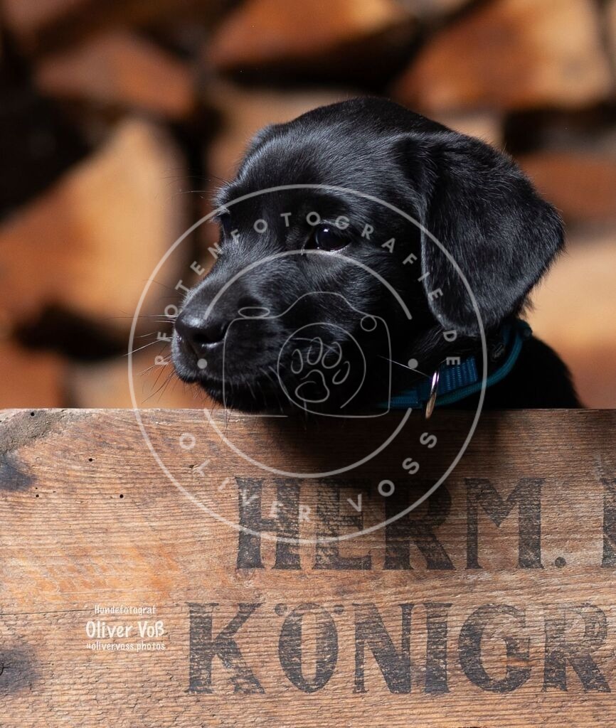 15f38c67-7ed9-41a3-8c4f-f15fa7f07a0f | Hundefotografie, Tierfotograf, Pfotenfotografie, Fotoshooting Hund, Hunde Portrait, Hundesport, Hundeportraits, Heideshooting, Hunde, Sportfotograf, Hundefotograf, Turnierhundsport, THS,  - Realisiert mit Pictrs.com